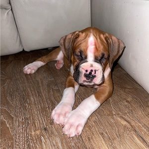 Meet your Posher, Laila